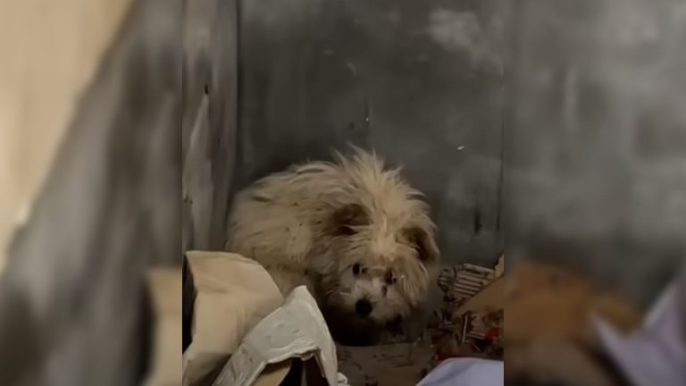 hungry pup in abandoned house