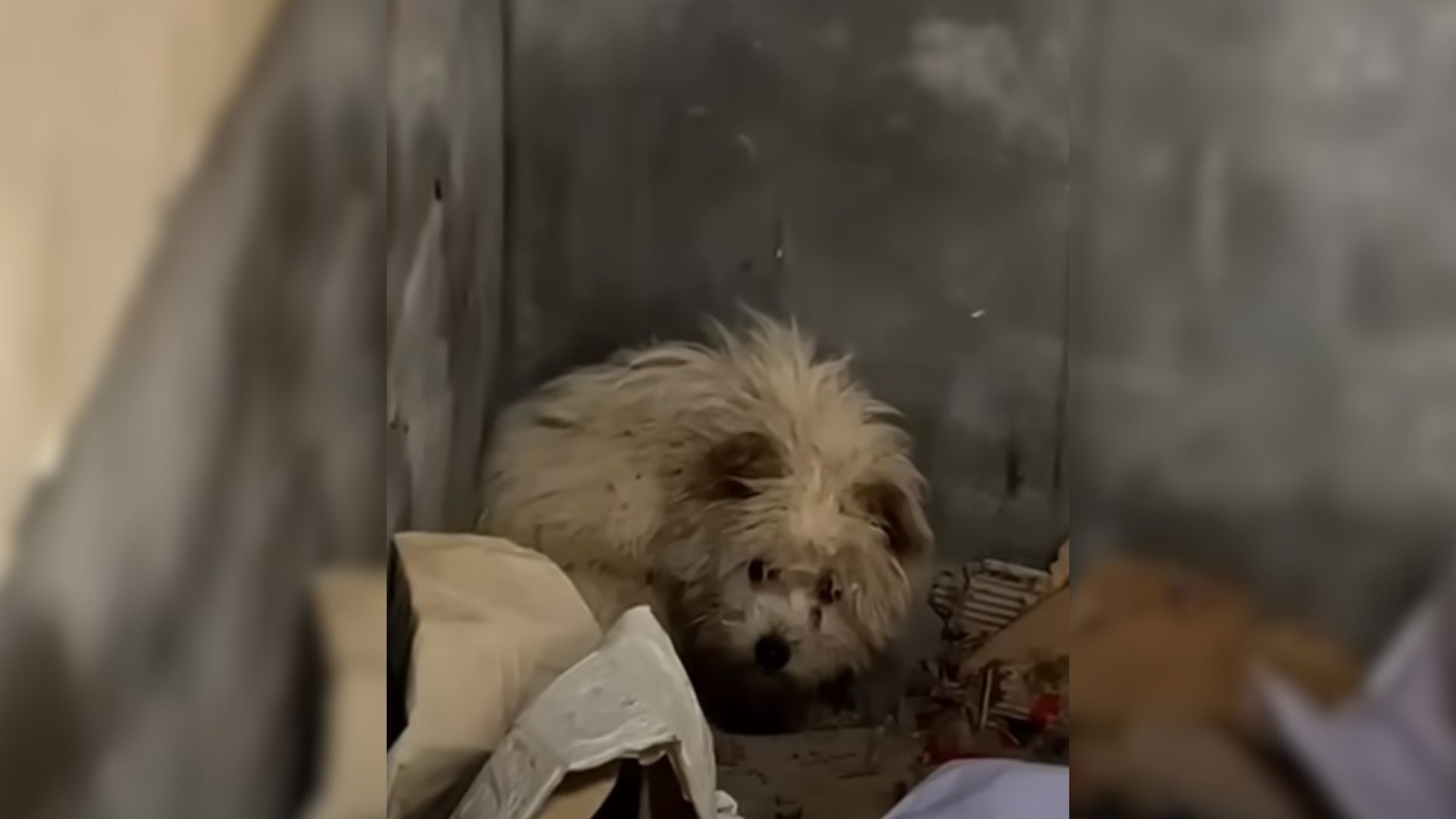 Starving Dog Found Lying Helplessly In An Abandoned House, Hoping To Find Help