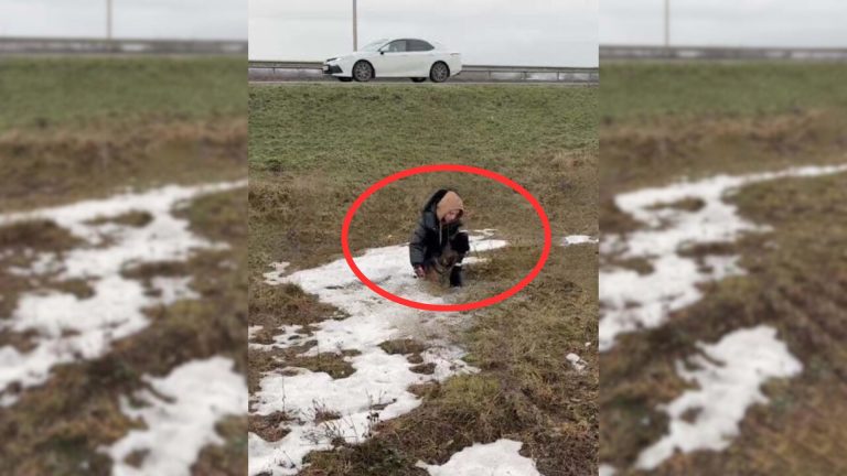 puppy abandoned in a snow