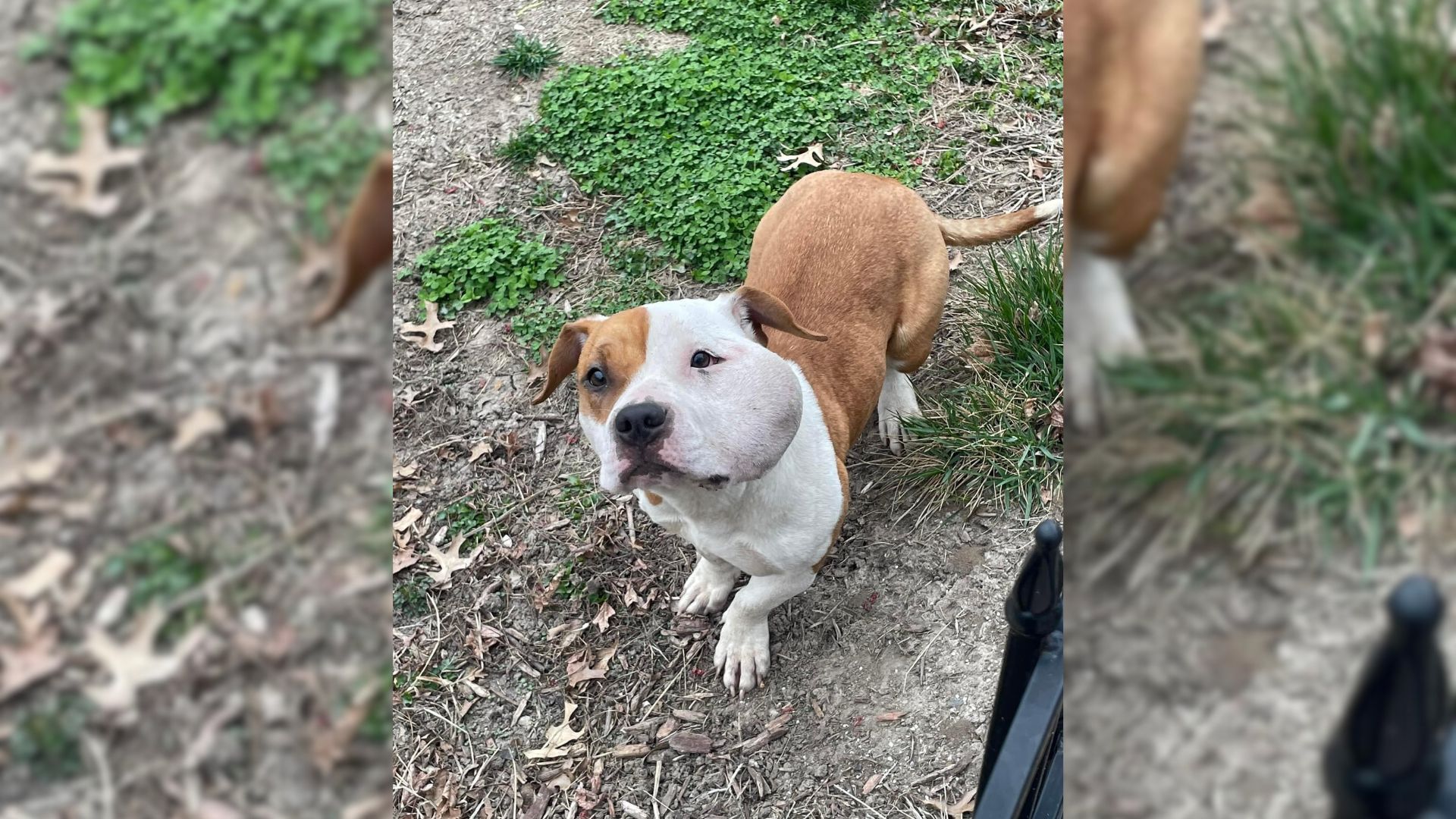 The Mailman Was On His Route When He Saw This Poor Dog Needing Help, So He Stopped 