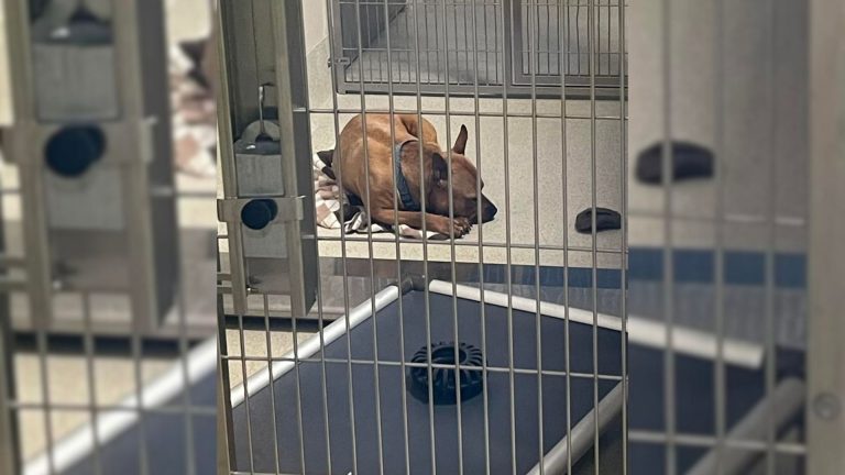 sad shelter dog