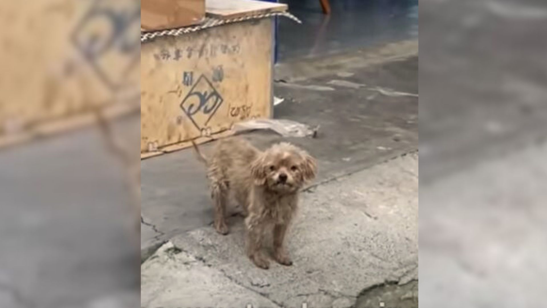 The Sad Pup Who Begged For Help In Front Of A Store Greets His Rescuer With A Smile