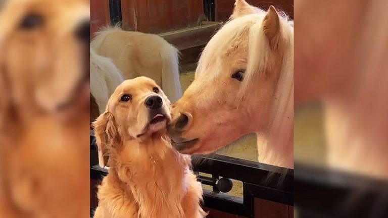 Dog and horse
