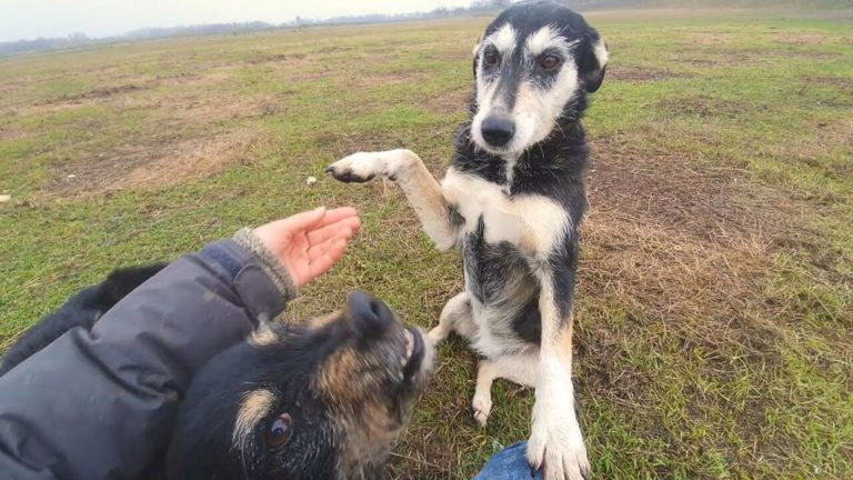 homeless dog lived outside