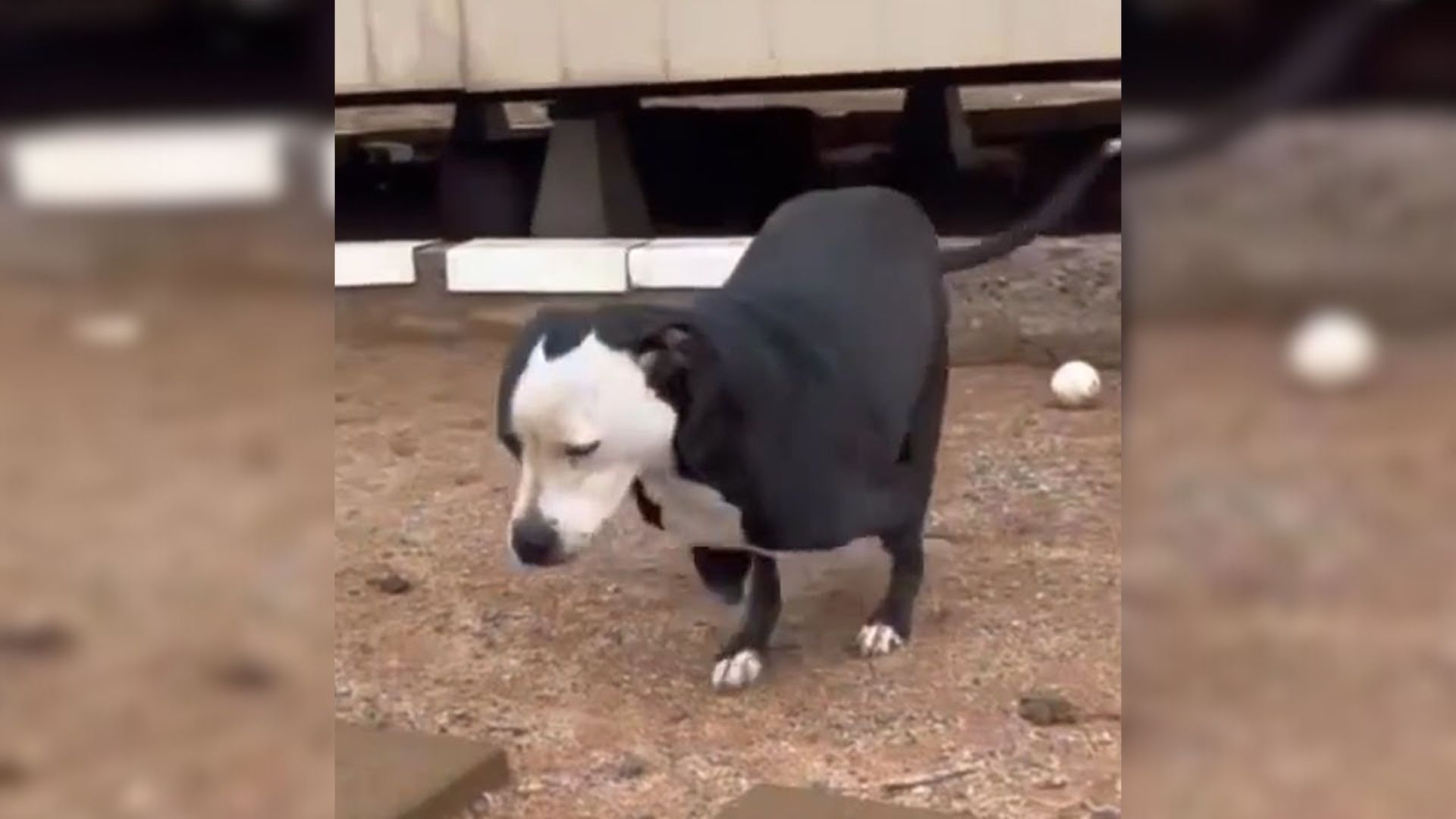 Rescuers Saved A Two-Legged Dog And Were Shocked To Learn His Real Story