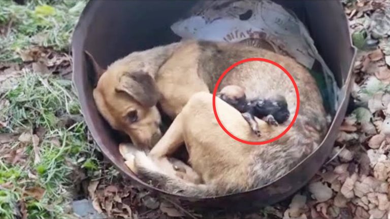 dumped mother dog in a barrel