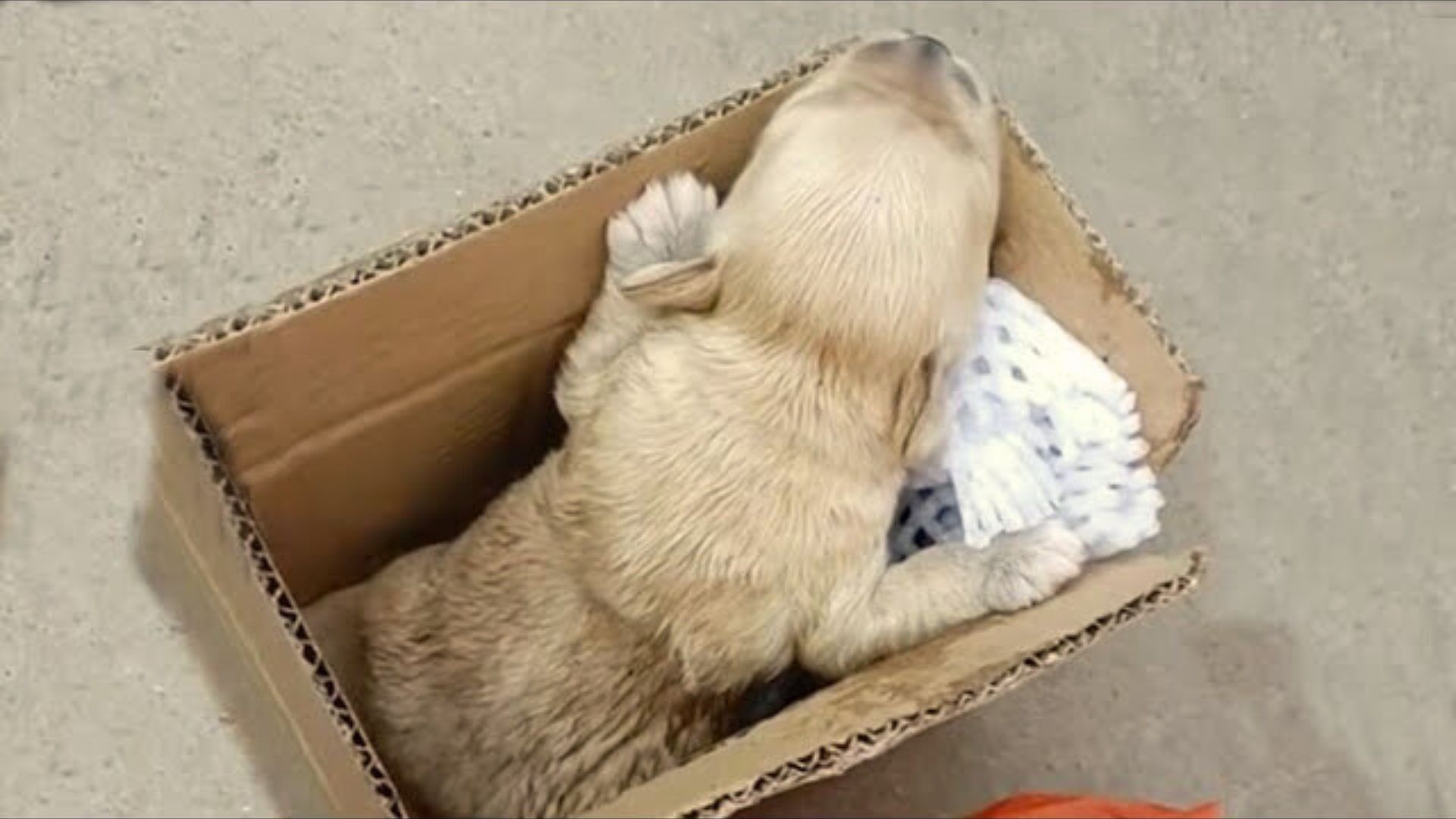puppy in a box