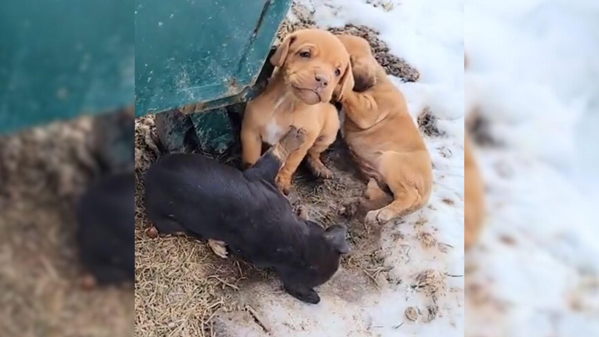 puppies in the snow behind a dumpster