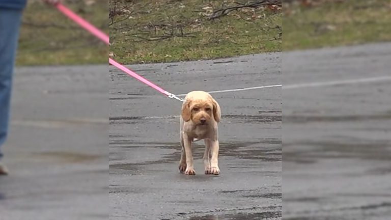 cute dog walking