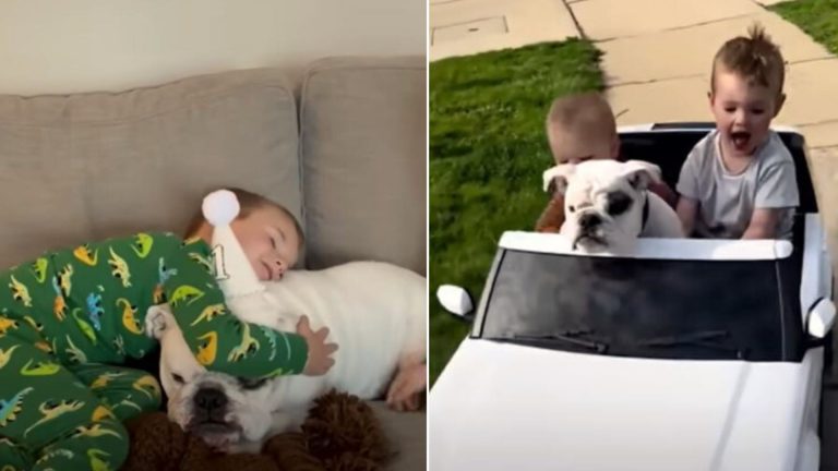 English bulldog and little boy