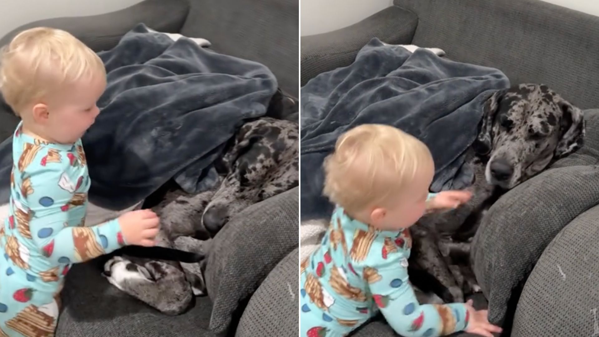 giant great dane and little baby brother