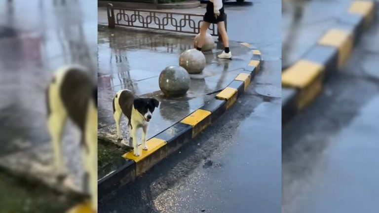 dog on a sidewalk