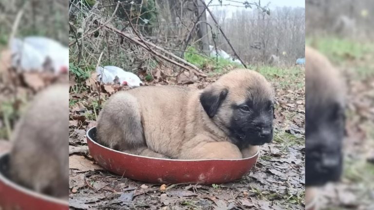 dog in a pan