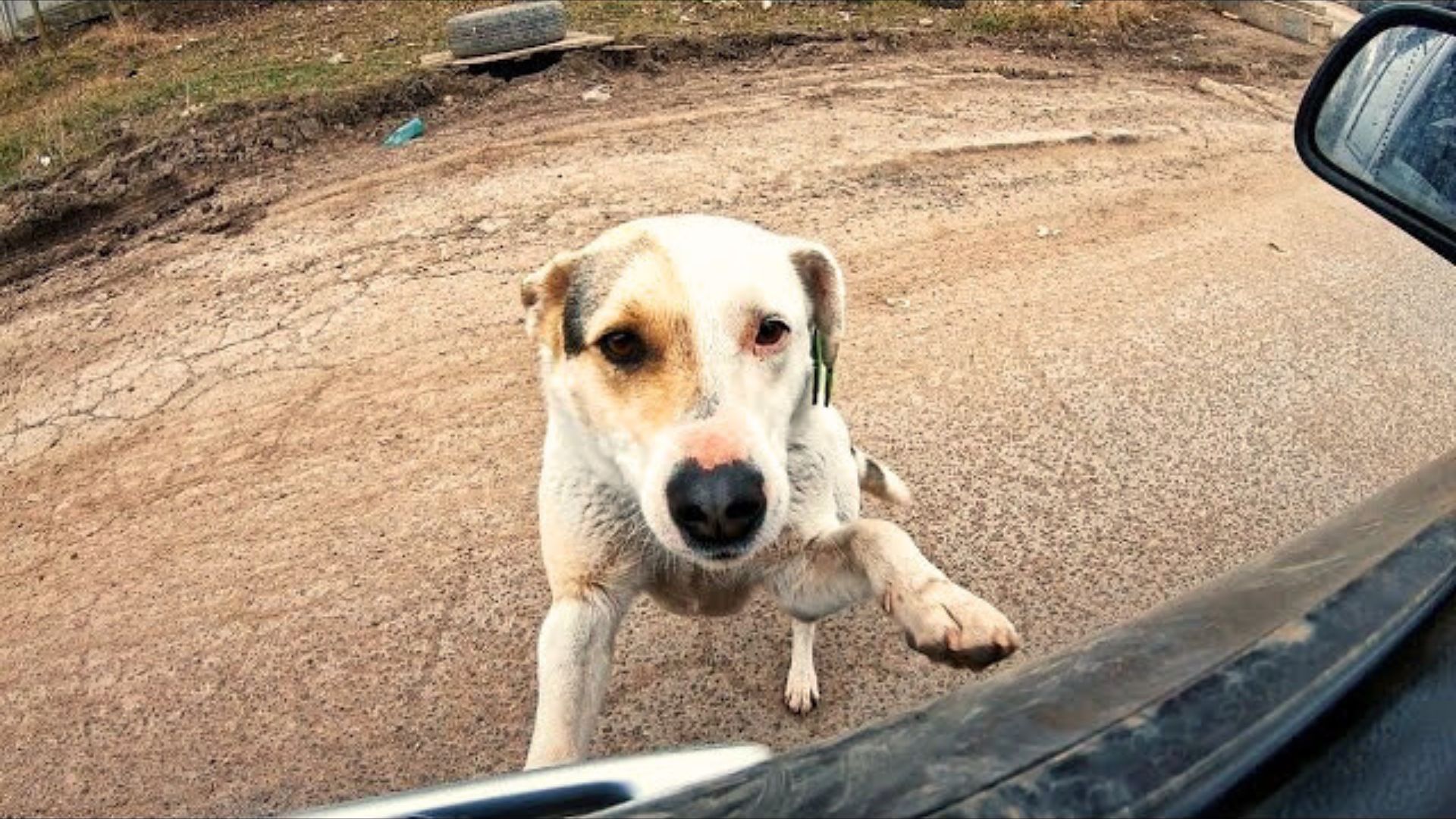 starving dog begging for food