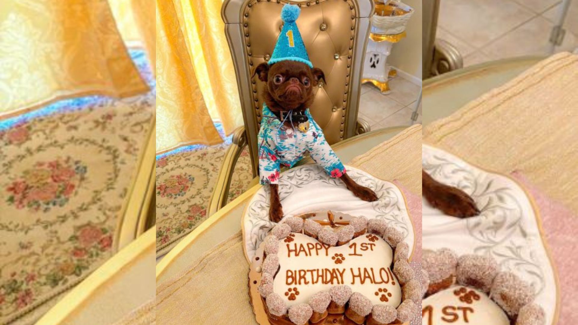 Tiny Dog With The Saddest Eyes Is Heartbroken That No One Showed Up To His Birthday Party