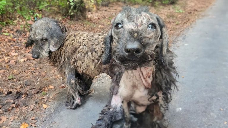 photo of two neglected puppies