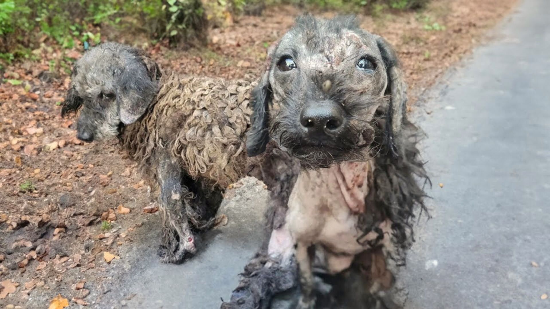 Two Neglected Pups Kept Looking At Their Rescuer With The Saddest Eyes, Pleading For Help
