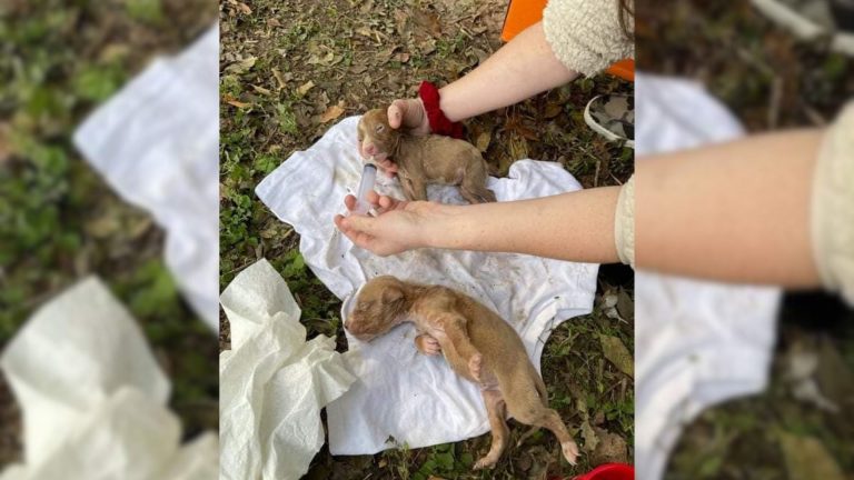 tiny puppies