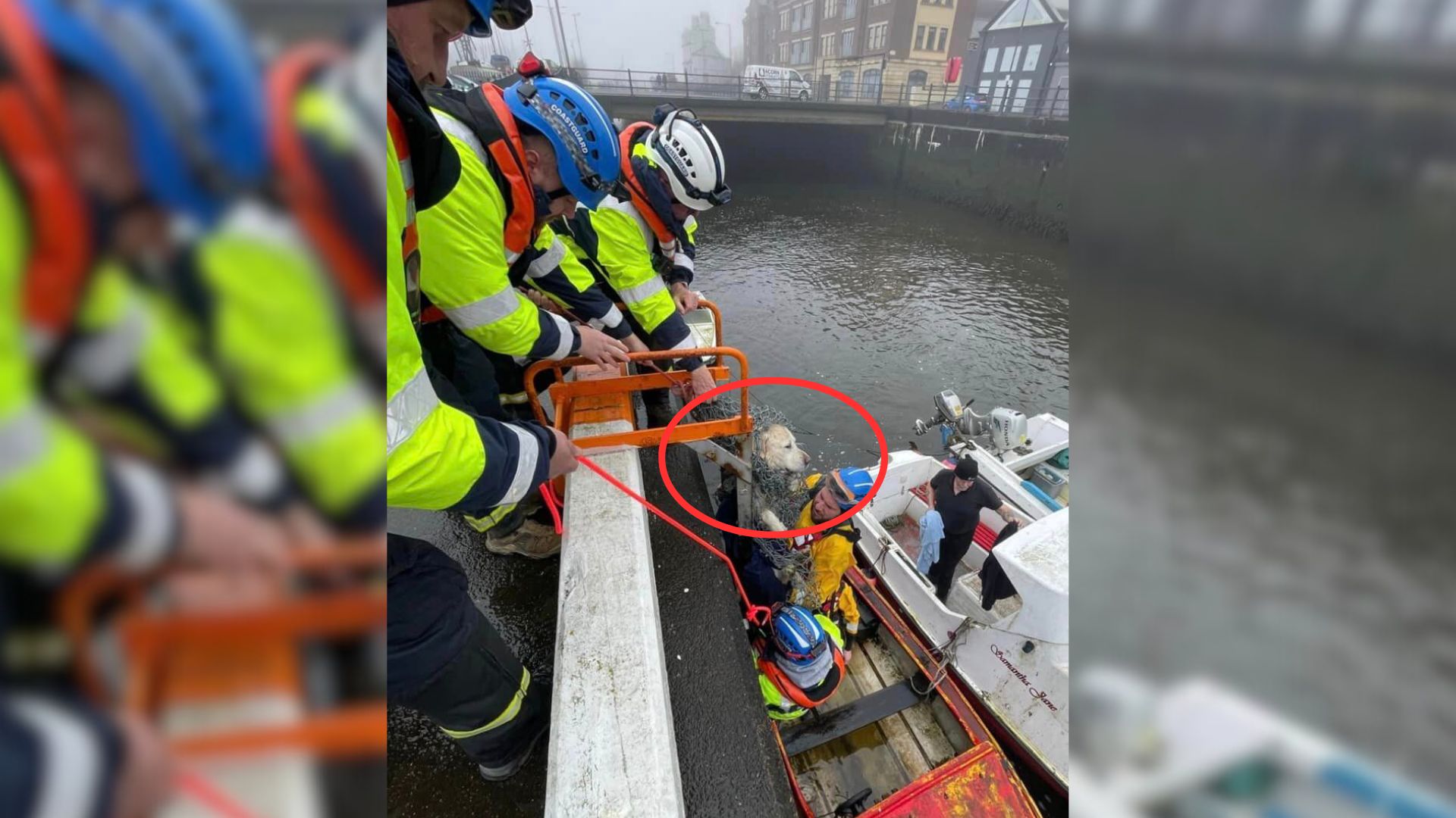 upset dog directed man to his drowning friend