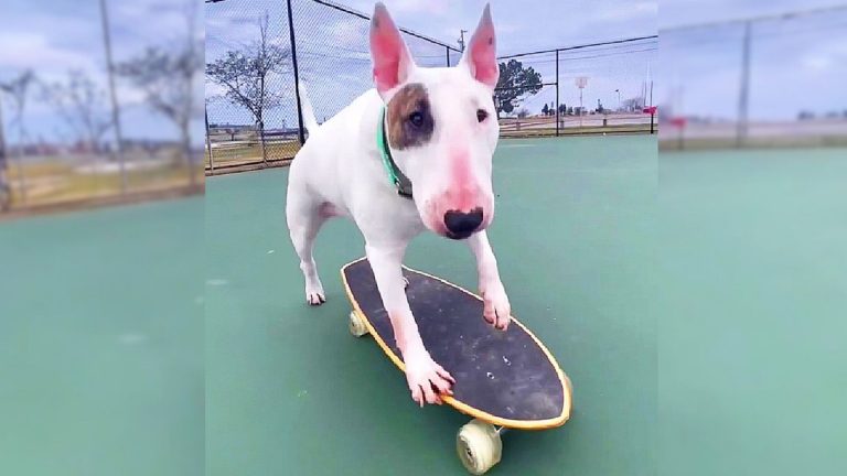 dog on a skateboard