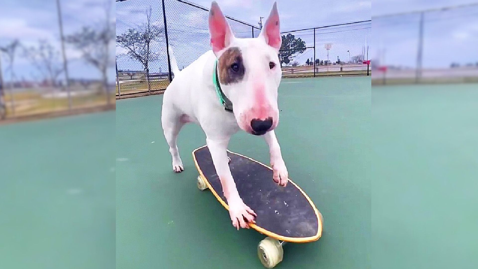 When This Bull Terrier Gets On Her Skateboard, Only The Sky Is Her Limit