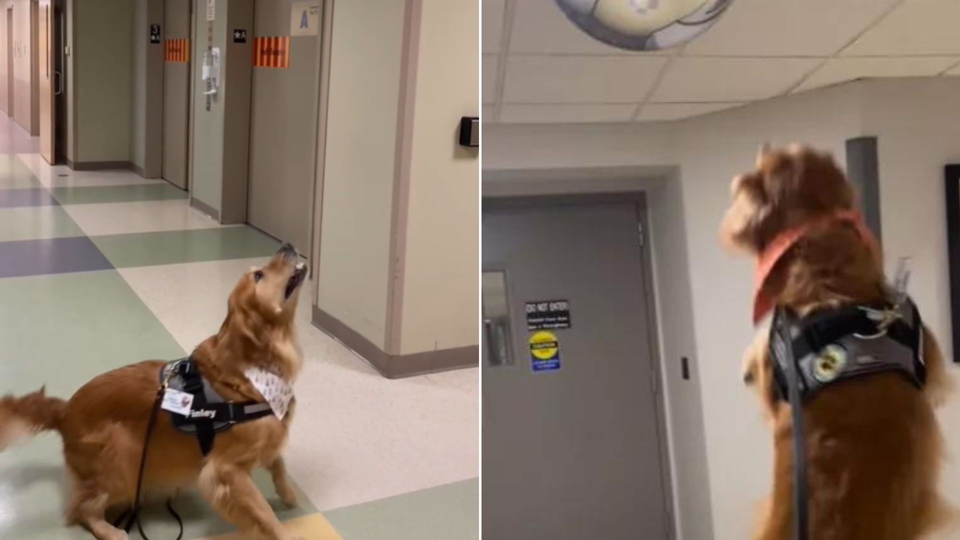 Witness This Therapy Dog’s Hilarious Battle With A ‘Mysterious Dog’ In A Mirror