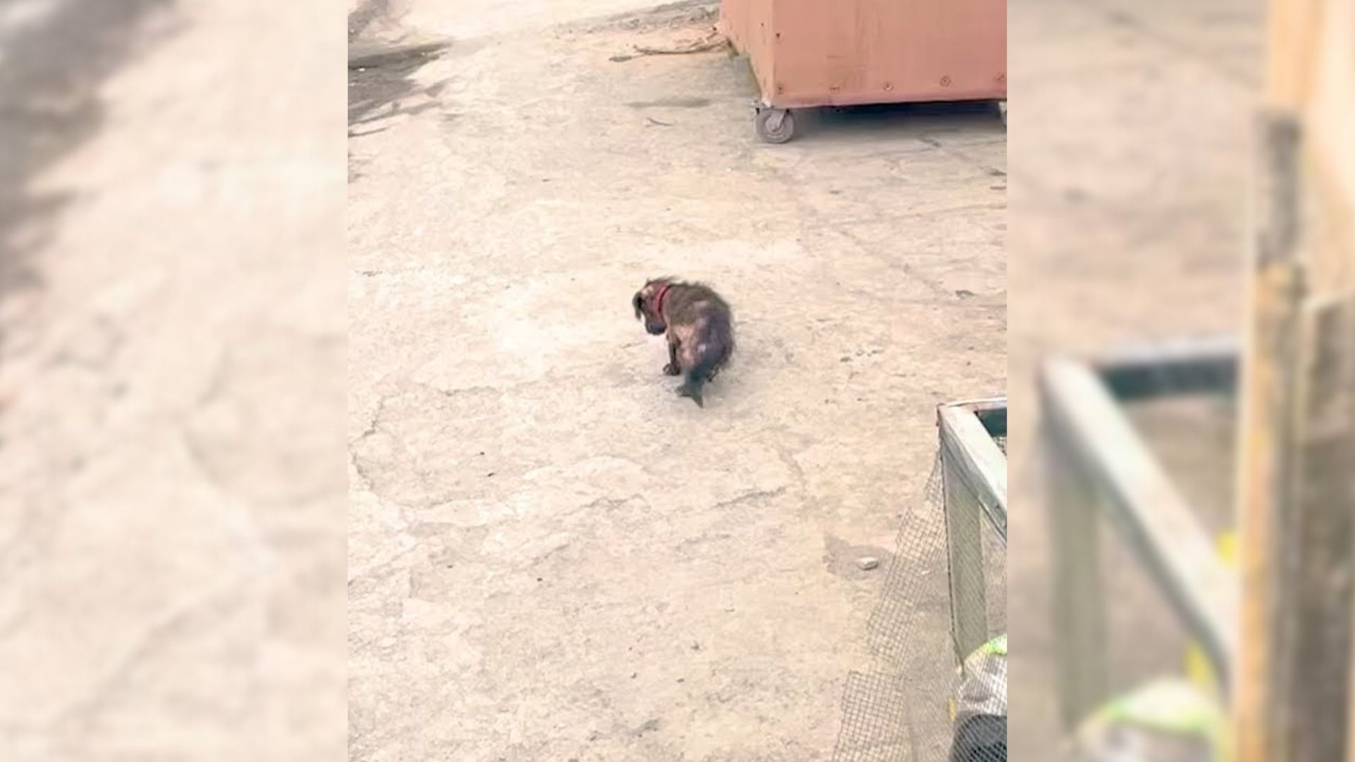 Woman Was Heartbroken To See A Hairless Puppy By The Road So She Decided To Help