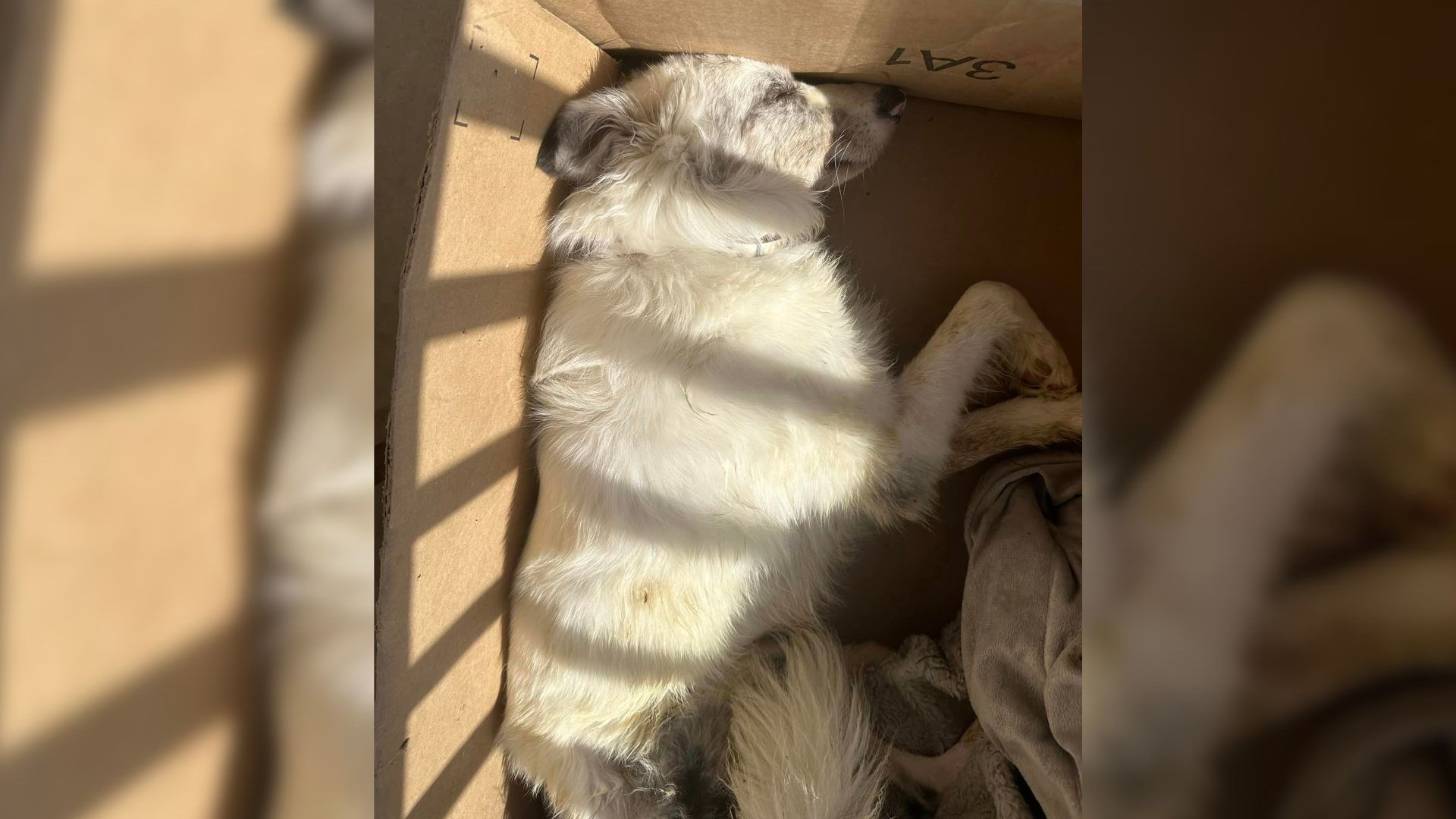 Woman Received A Package With A Lifeless Dog Inside So She Rushed To Help Him