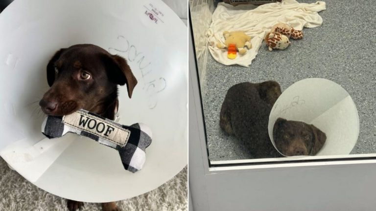 photo of shelter dog