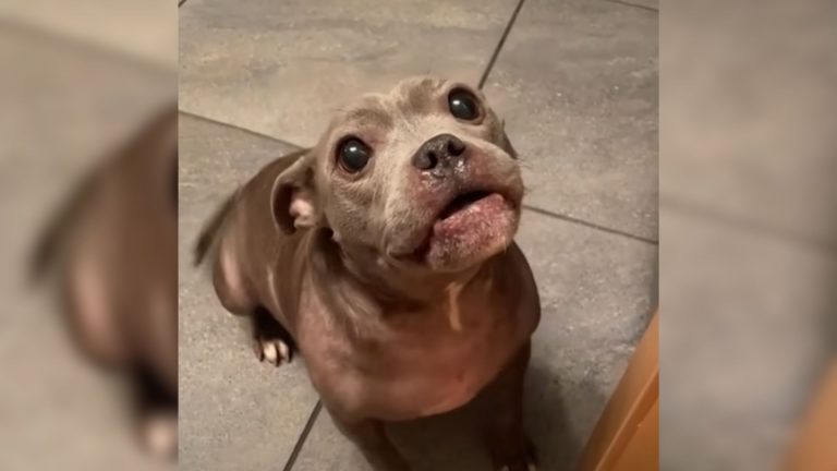 photo of a dog sitting