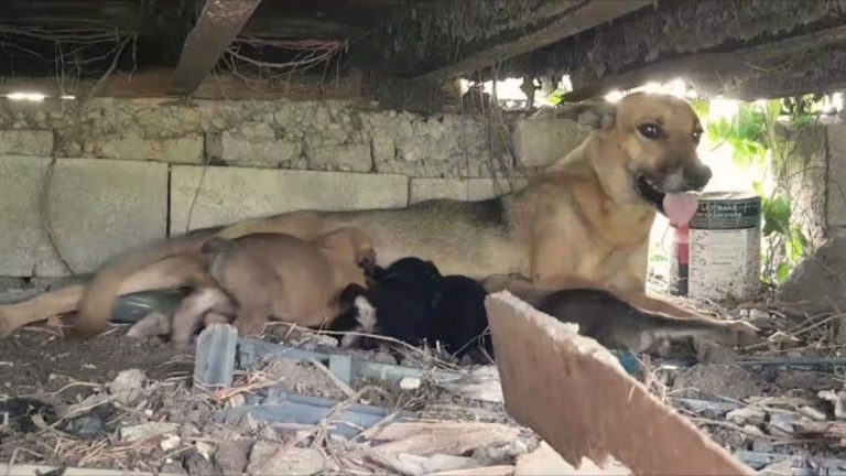 worried mama dog tying to help her puppies