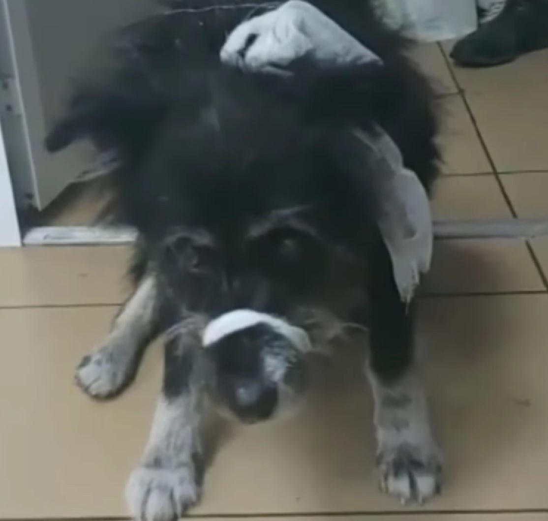 abandoned and injured dog