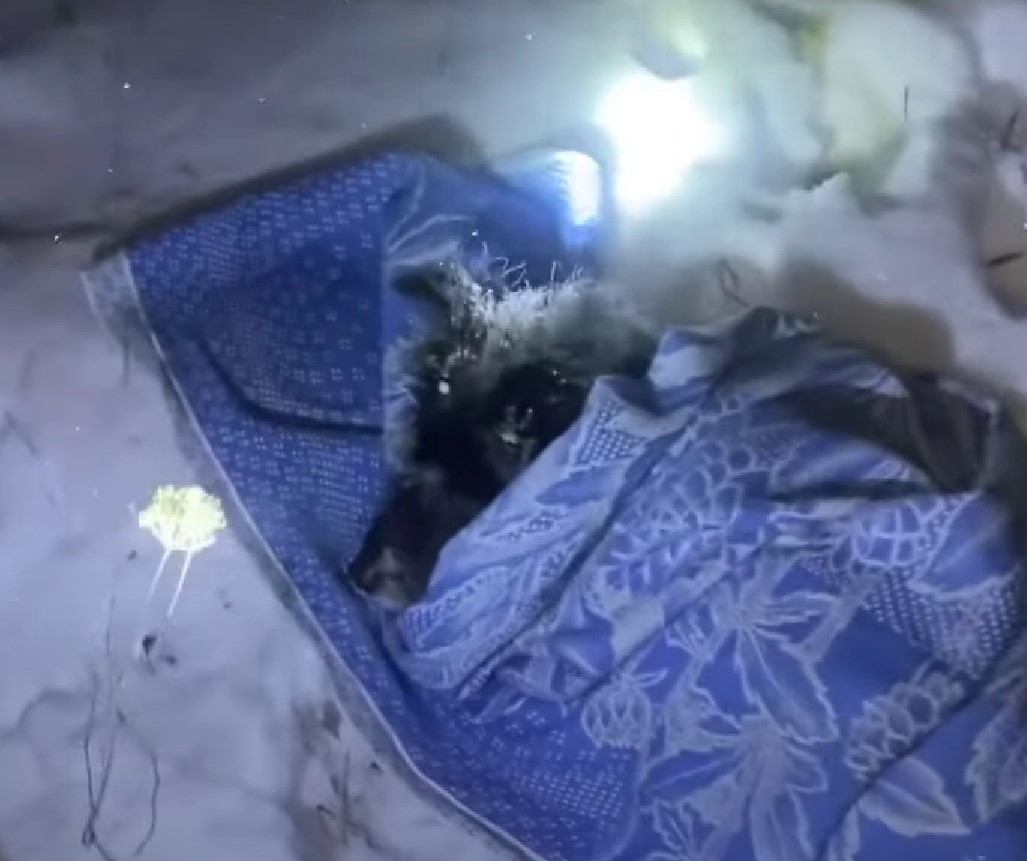 abandoned dog in a snow