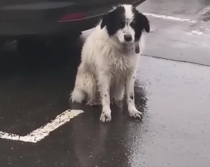abandoned dog on the street