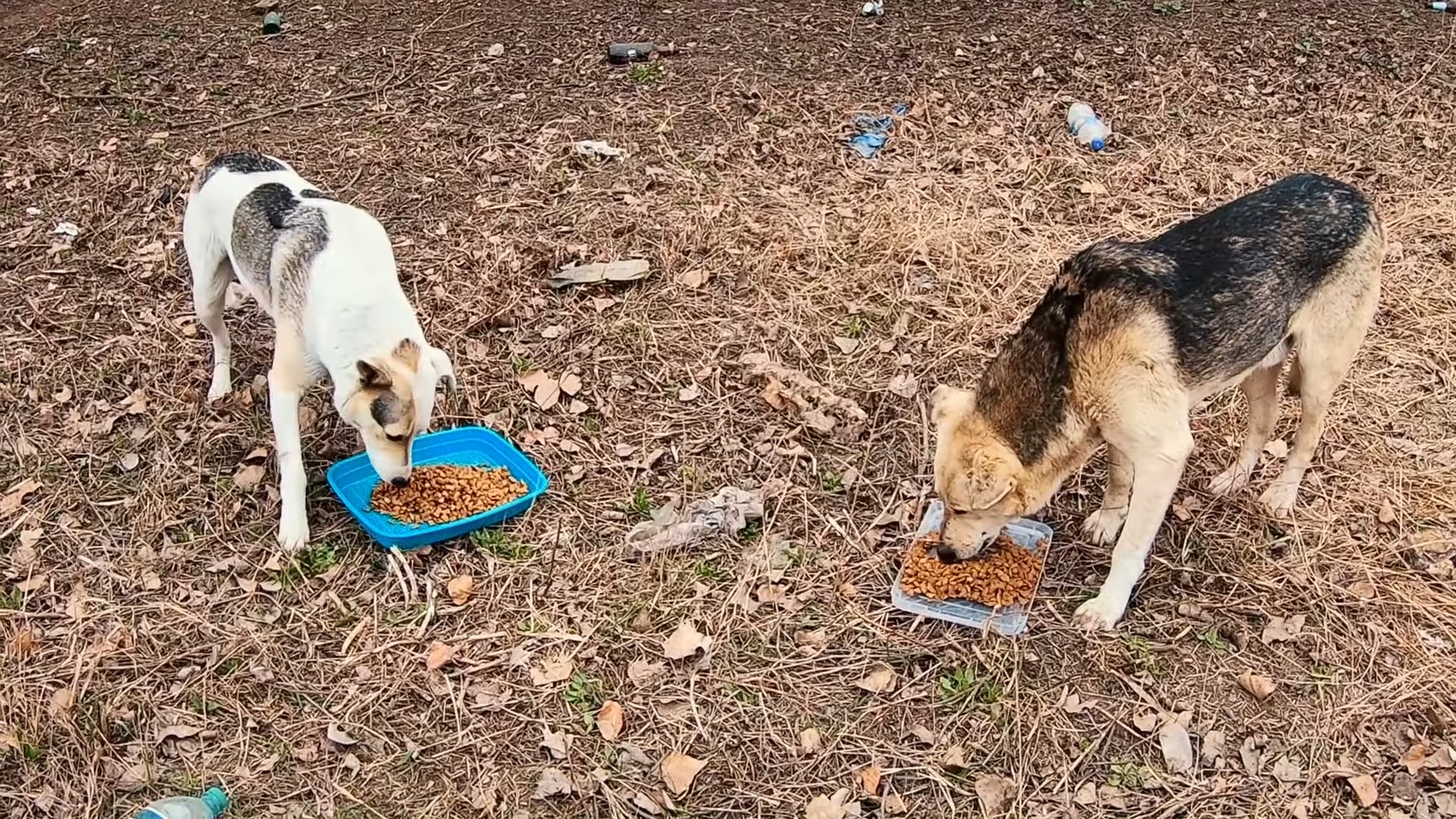 abandoned dogs eating