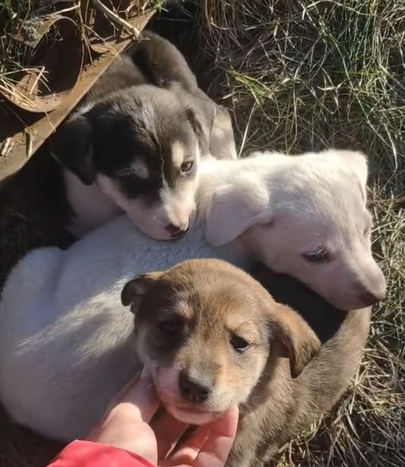 abandoned puppies