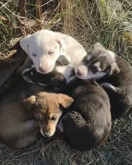 abandoned seven puppies