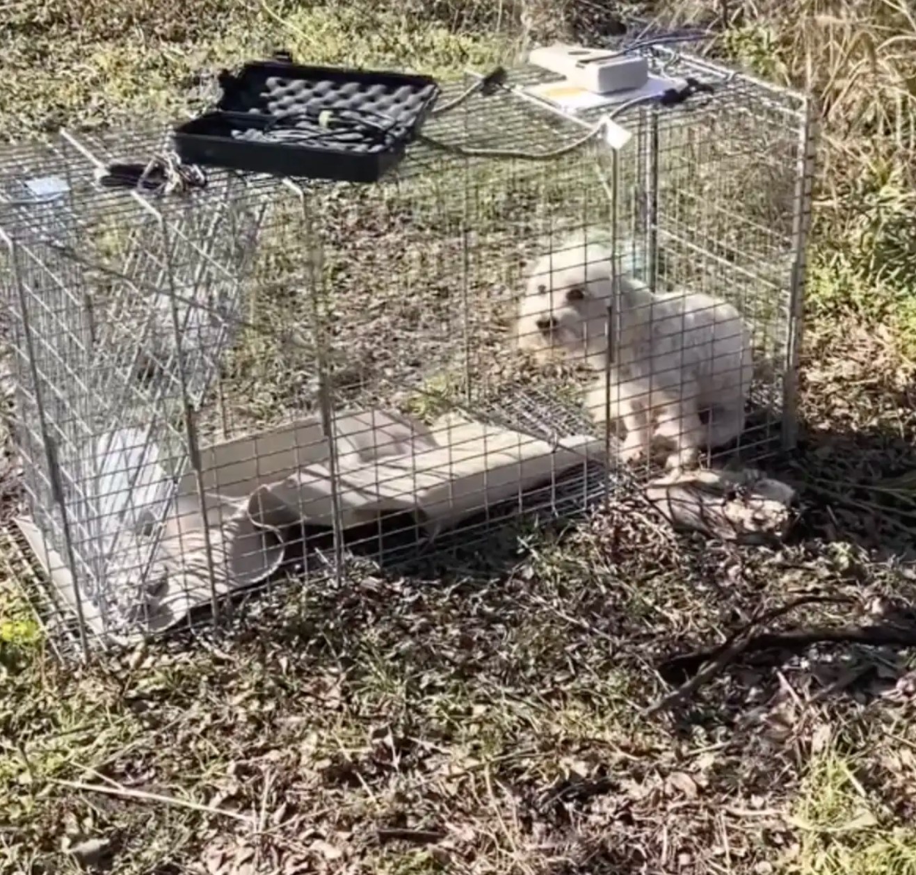 adorable dog in a cage