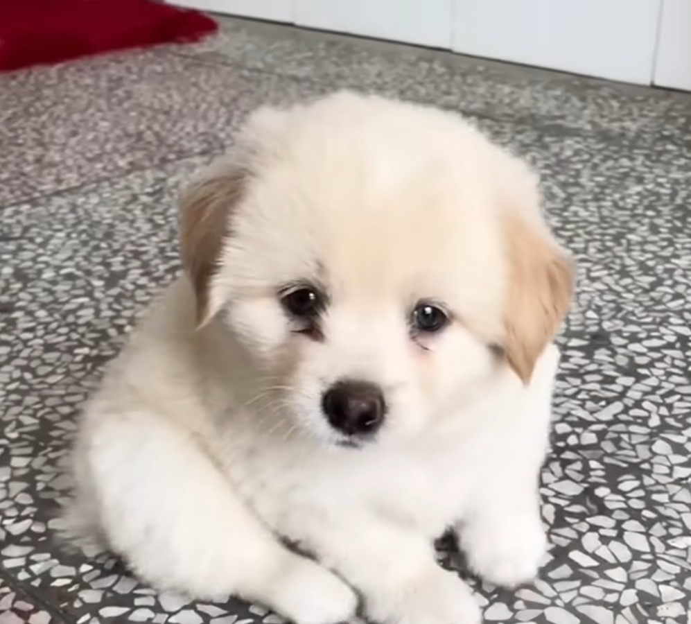 adorable white puppy