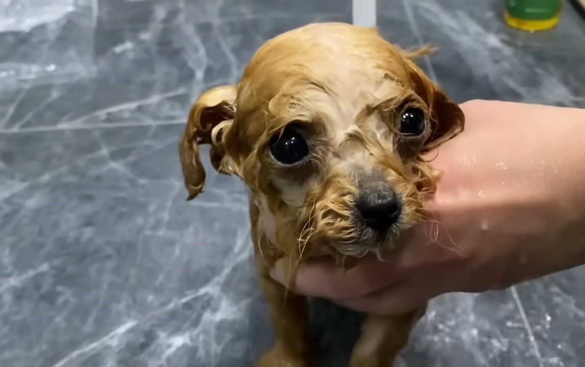 bathing brown puppy