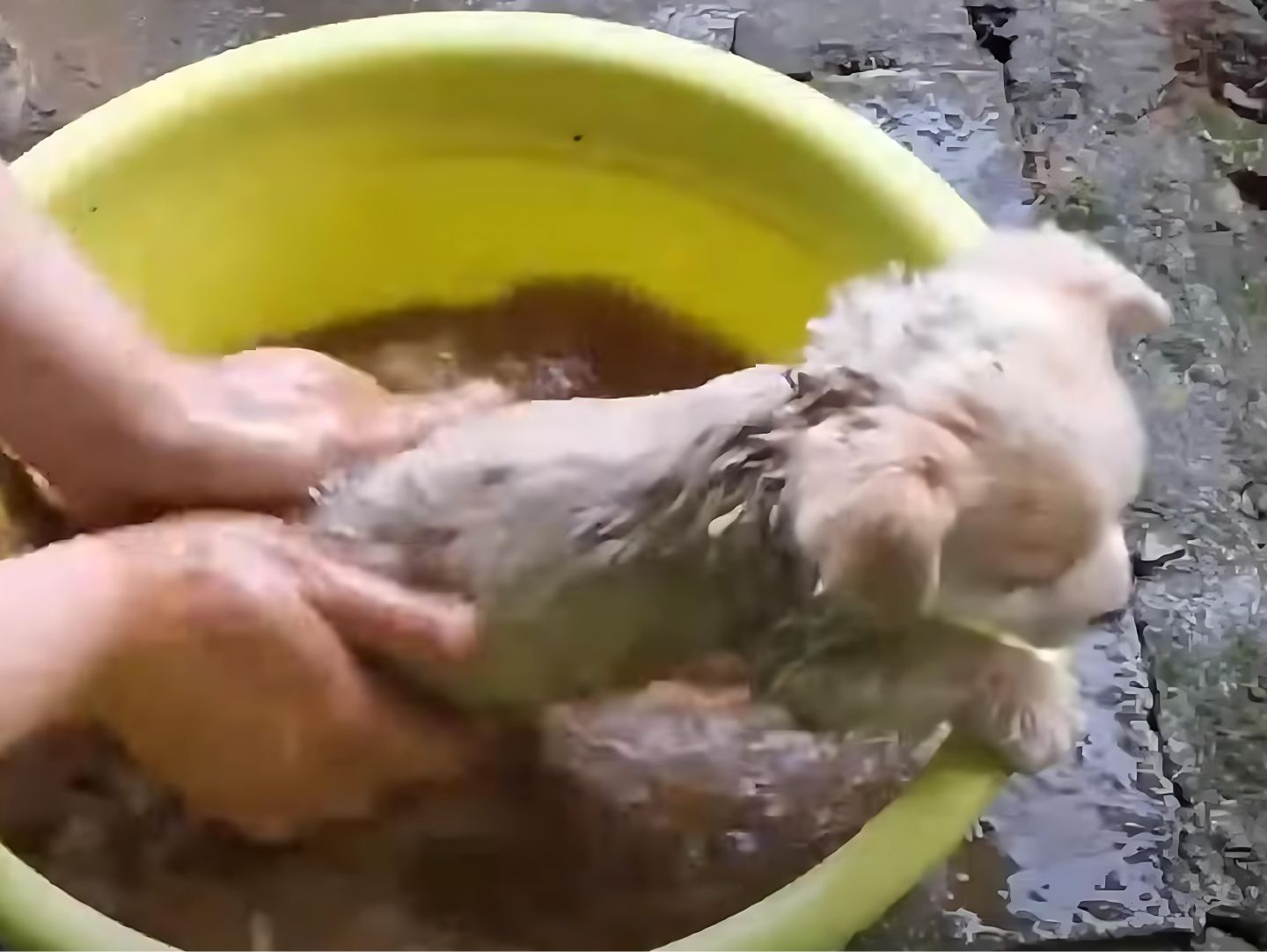 bathing puppy