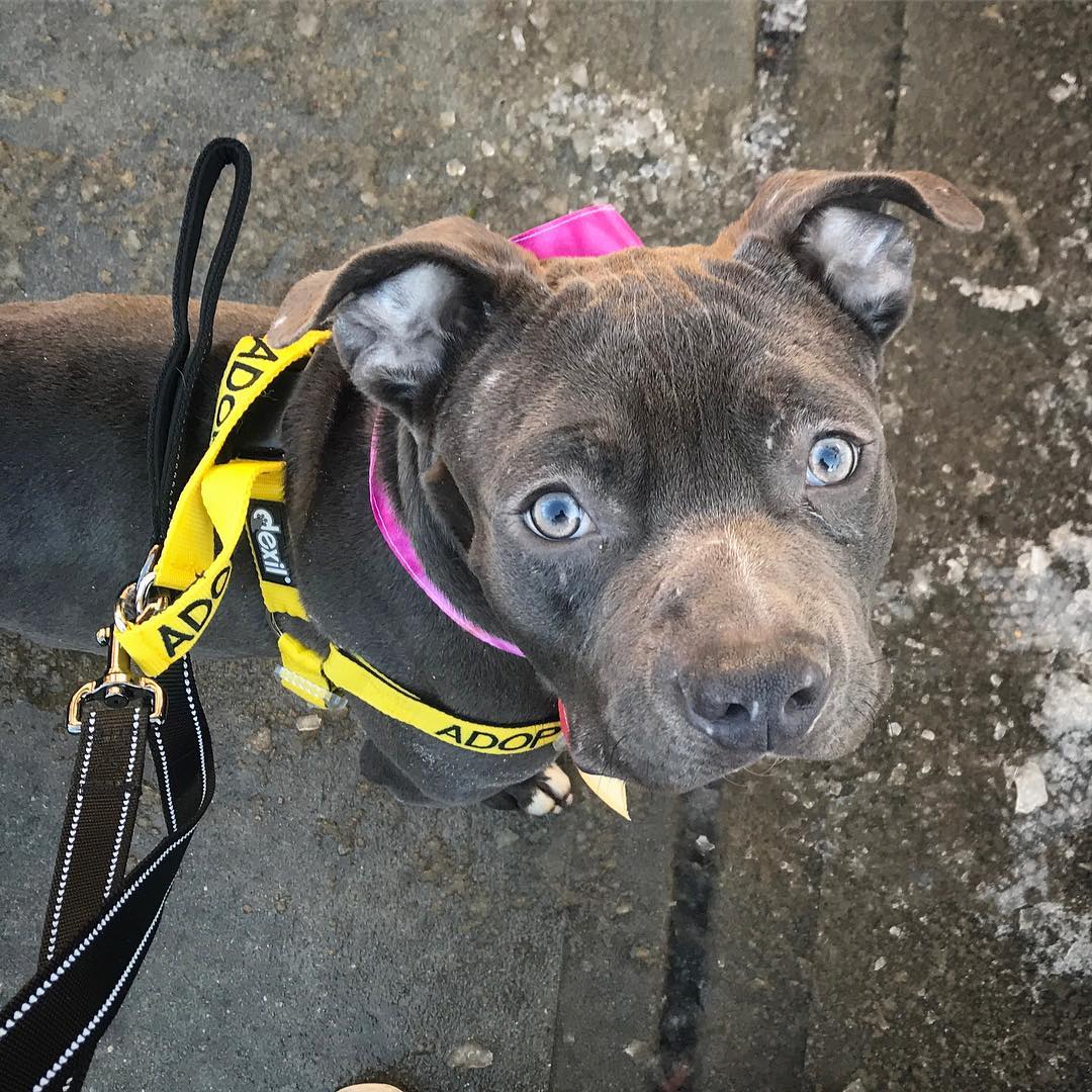 beautifu dog looking up