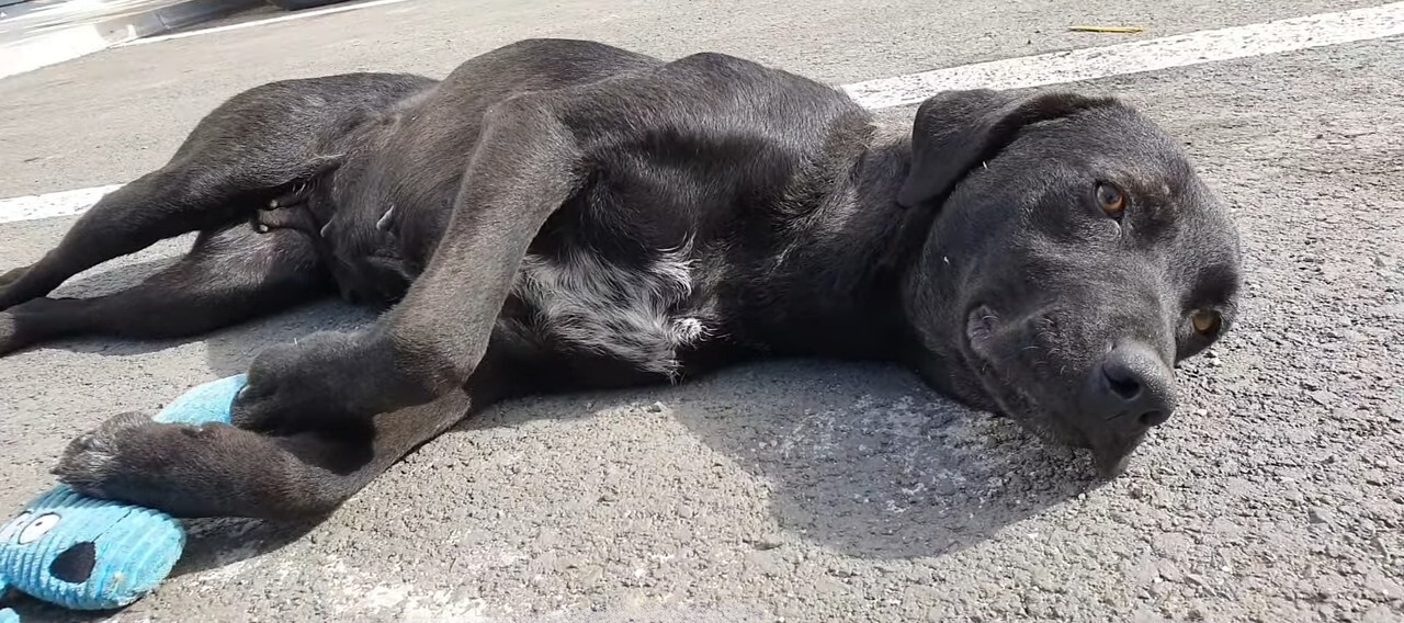 black dog laying on a concrete