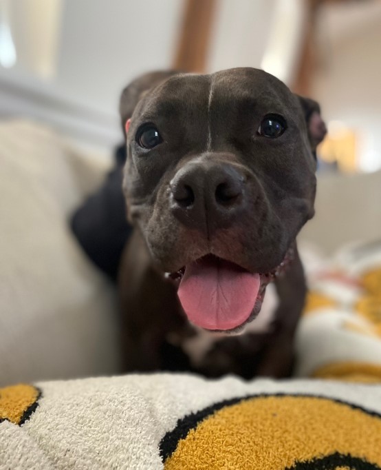 black dog with open mouth sitting on a couch