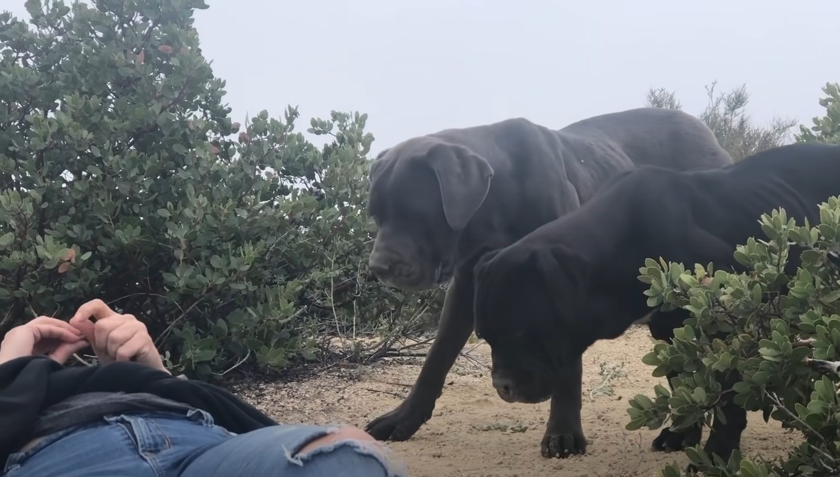 black dogs and guy laying on the ground