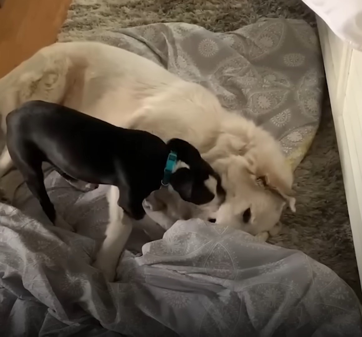 black puppy and white dog