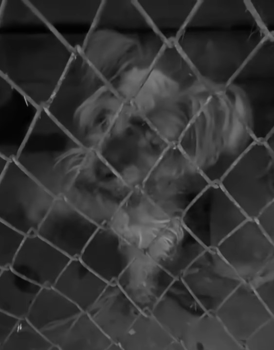 blind dog in cage