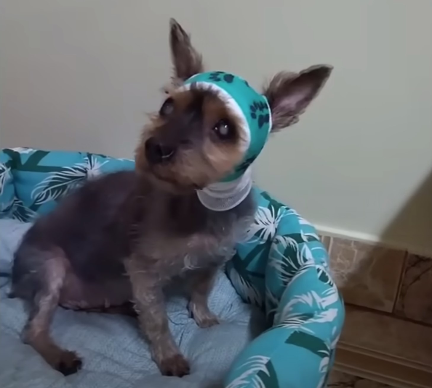 blind dog with hat