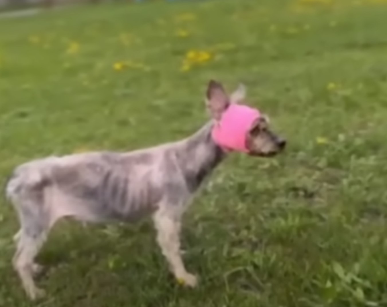 blind dog with pink hat