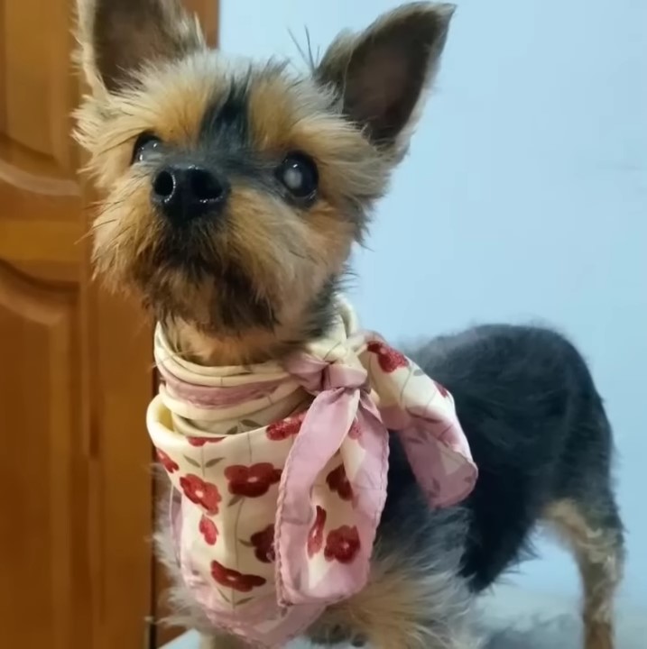 blind dog with scarf